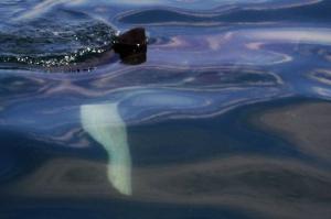 Oceanic sunfish basking near the Breezy Point jetty
